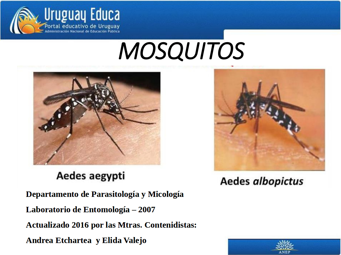 Aedes Aegypti. Vector Del Dengue, Sika, Chikungunya | Uruguay Educa